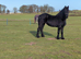 Stunning registered friesian mare