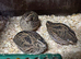 Japanese/Italian Quail