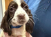Gorgeous Spaniels