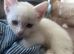 White kittens