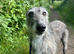 Deerhound  x collie  greyhound  lurcher