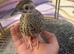 Male Kala teetar chick for sale