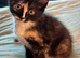 4 beautiful Kittens looking for there forever homes