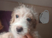 Fully vaccinated*Jackapoo .. ️( Cockapoo x Jack Russell Ready NOW