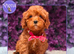 Beautiful F1 Cavapoo Puppies Ready Now