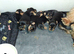 Yorkies