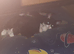 Two male kittens looking for there forever home