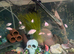 Convict cichlids