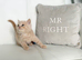 ️️ BRITISH SHORTHAIR CREAM KITTENS READY NOW