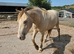 Unique Champagne 3yr old Gelding