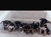 4 beautiful Jack Russell puppie