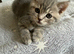 Scottish Fold and Straight kittens