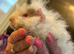 Two adorable baby girls for sale