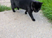 2 year old for rehoming