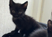 4 male kittens ready to leave now