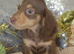Long Coat Miniature Dachshund Puppies