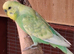 Budgies