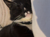 Male cat