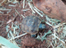 Med spur thigh hatchlings tortoises