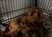Cockapoo puppies