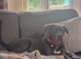Beautiful cane corso bitch