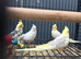 Various Stunning Baby Cockatiels