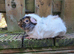 Pair of bonded guinea pigs - cage also available