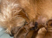 Jack Russell/Yorkshire terrier puppy&rsquo;s