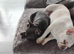 2 male french bulldog puppies