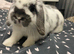 Handsome boy looking for loving home