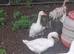 Sabastopol goose