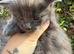 Maine coon