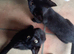 Kittens for sale!