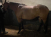 16hh TB gelding
