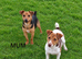 Jack Russell puppy