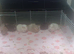 6 female guinea pigs and huge c and c cage £350
