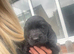Beautiful cocker spaniel pups