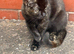 3 kittens for sale
