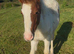 Tonto very sweet 6 month old colt foal to make 14hh