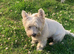 Kc west highland terrier male puppy