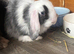 12 week old mini lop doe