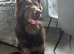 chocolate german shepherd