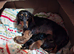 Gorgeous dapple miniature Dachshund boy