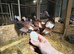 Turkey breeding group
