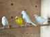 4 canary hens 2025