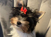 Teacup Yorkshire terrier biewer 3 colours