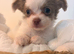 Long haired lilac and white chihuahua puppy