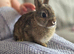 Stunning tiny netherland dwarf buck