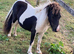 Shallowater Precious - Registered Miniature Shetland