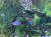 Cichlids mbuna x10